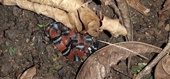 Erythrolamprus bizona