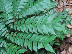 Archidendron clypearia