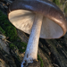 Western Deer Mushroom - Photo (c) Damon Tighe, some rights reserved (CC BY-NC), uploaded by Damon Tighe