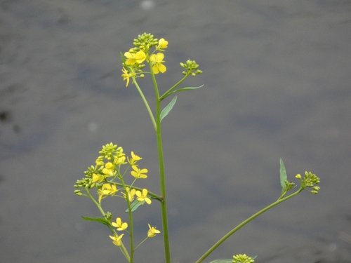 India mustard
