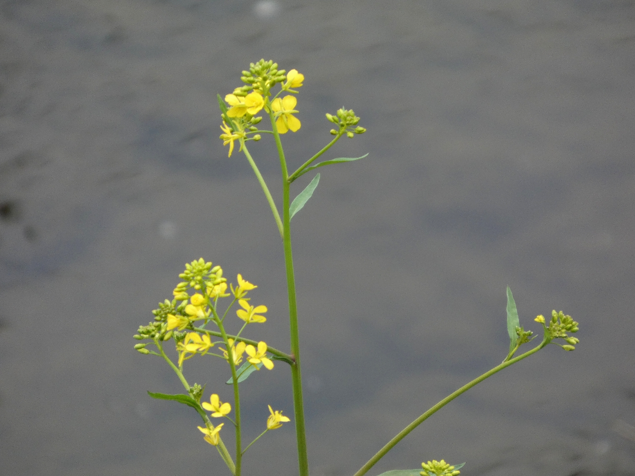 Brown Mustard (Brassica juncea)
