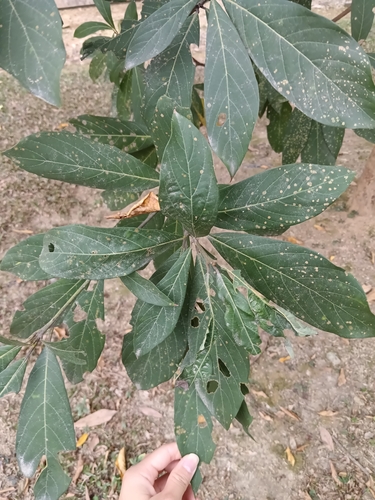 Phoebe formosana iNat (2)