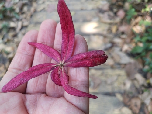 Black varnishtree (Gluta usitata)