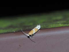Promalactis