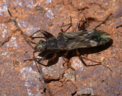 Neopamera albocincta