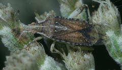 Harmostes fraterculus