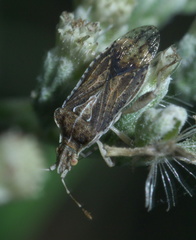 Harmostes fraterculus