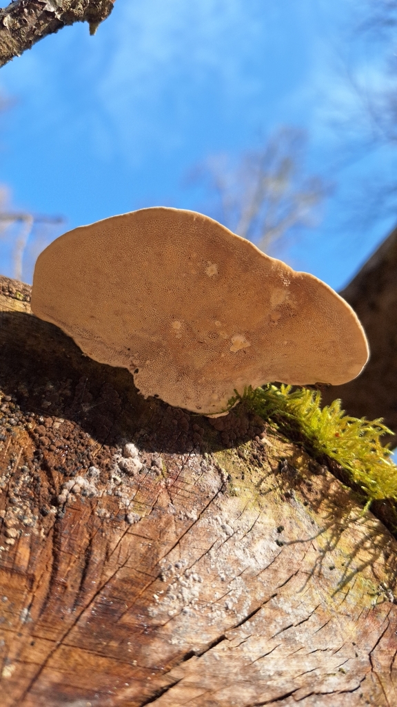 Trametes hirsuta · March 2026 · photo: © naturebynigg (iNaturalist, cc-by)