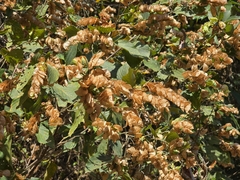 Flemingia strobilifera, photograph (c) Yu-Huang Wang, some rights reserved (CC BY)