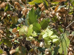 Flemingia strobilifera, photograph (c) Yu-Huang Wang, some rights reserved (CC BY)