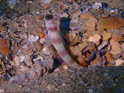 Amblyeleotris steinitzi