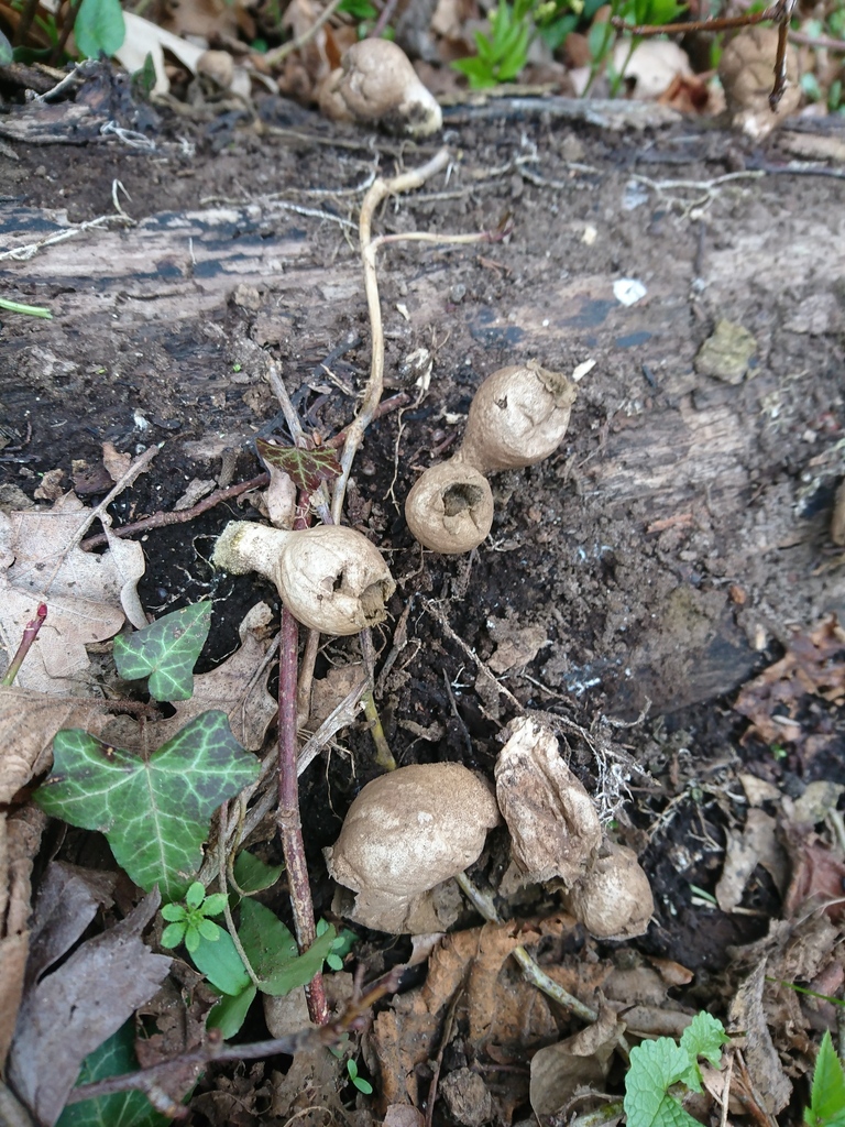 Apioperdon pyriforme · March 2026 · photo: © jadekf (iNaturalist, cc0)