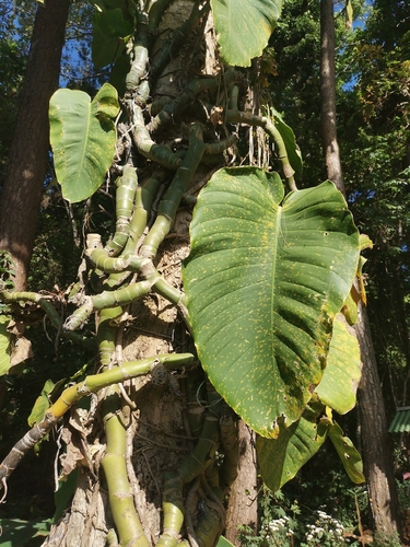 Rhaphidophora megaphylla