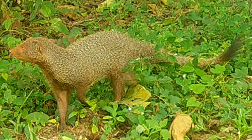 Sri Lankan Ruddy Mongoose
