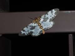 Percnia longitermen
