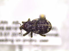 Gerstaeckeria basalis