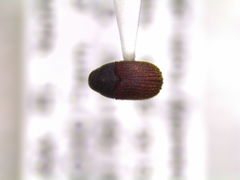 Phloeosinus dentatus