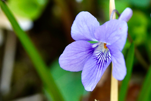 Viola grypoceras iNat (1)