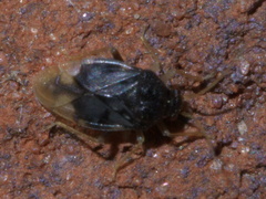 Pycnoderes medius