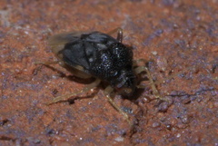 Pycnoderes medius