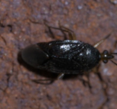 Eurychilopterella brunneata