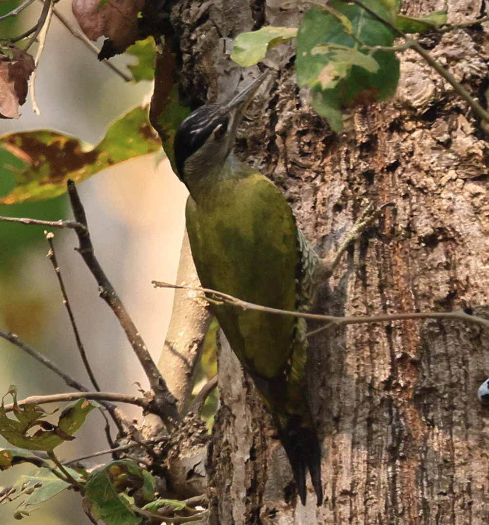 Streak-throated Woodpecker (Picus xanthopygaeus), photo 3
