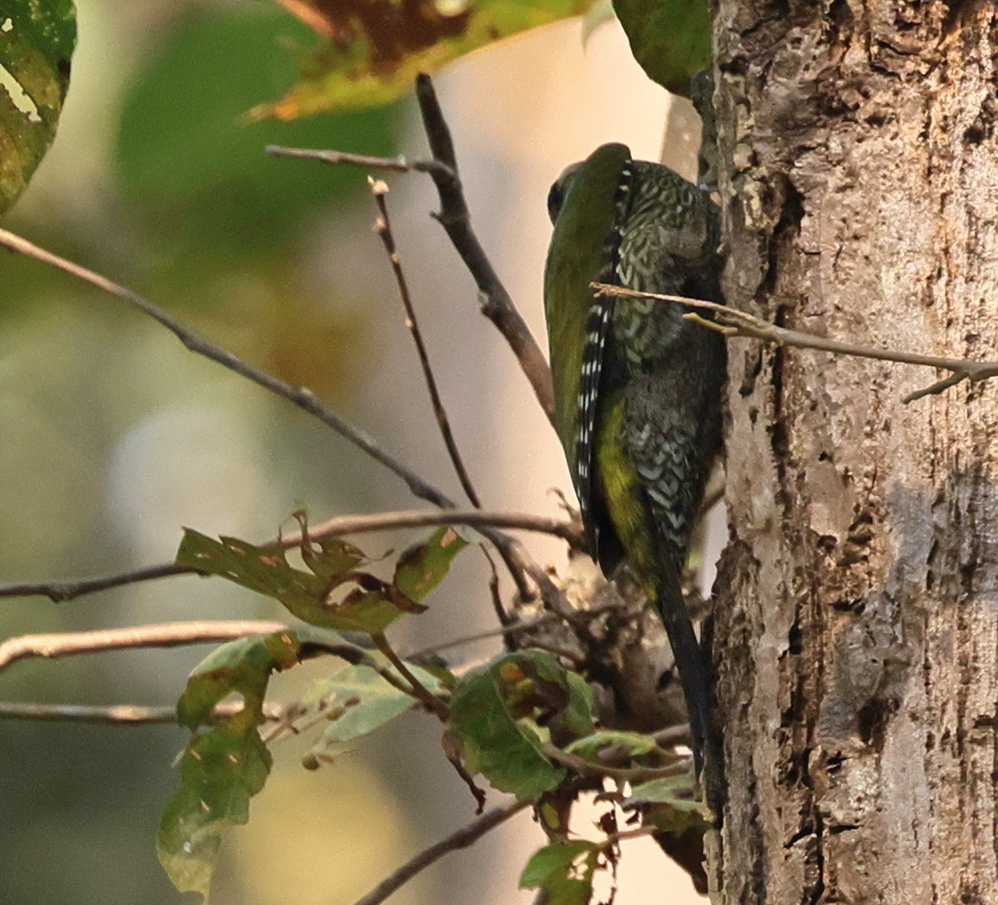 Streak-throated Woodpecker (Picus xanthopygaeus), photo 4