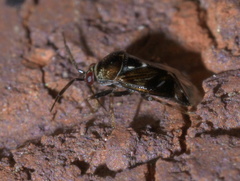 Deraeocoris nebulosus