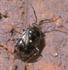 Deraeocoris nebulosus