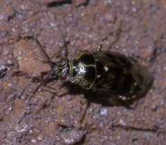 Deraeocoris nebulosus