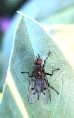 Anthomyia ochripes