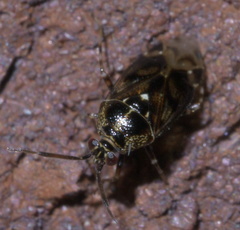 Deraeocoris nebulosus