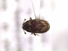 Hylesinus aculeatus