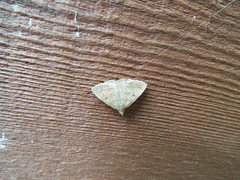 Zanclognatha protumnusalis