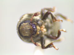 Hylesinus aculeatus