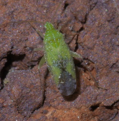 Keltonia tuckeri