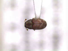Hylesinus criddlei