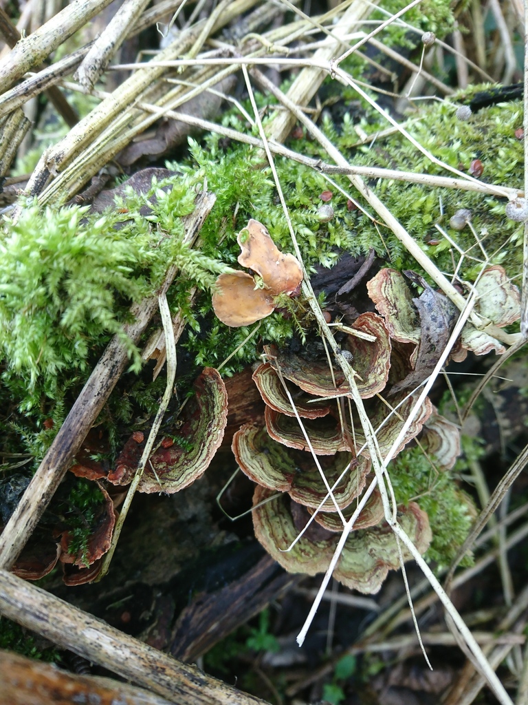 Stereum subtomentosum · March 2026 · photo: © jadekf (iNaturalist, cc0)