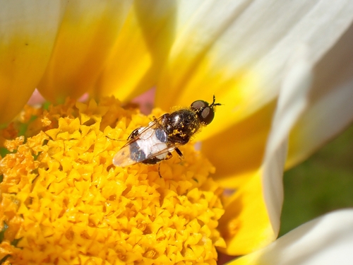 Nemotelus insularis
