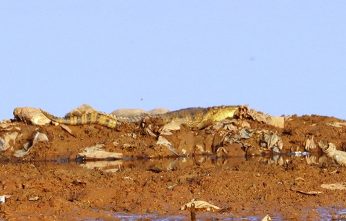 West African Crocodile