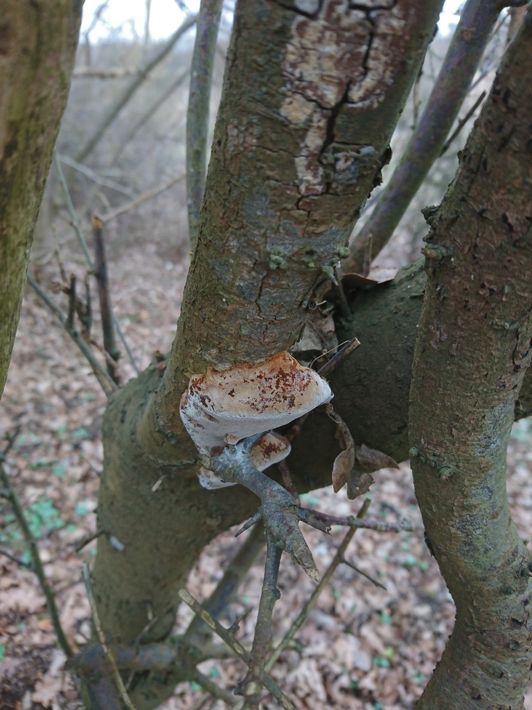 Phellinus pomaceus · March 2026 · photo: © jadekf (iNaturalist, cc0)