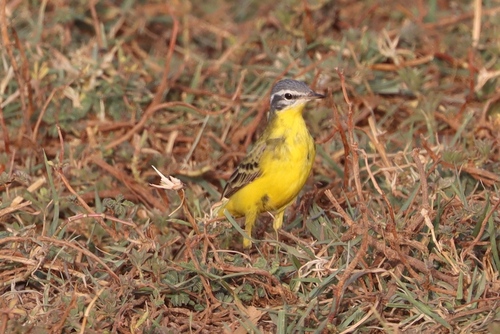 Western Yellow Wagtail