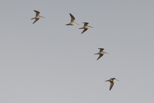Common Greenshank