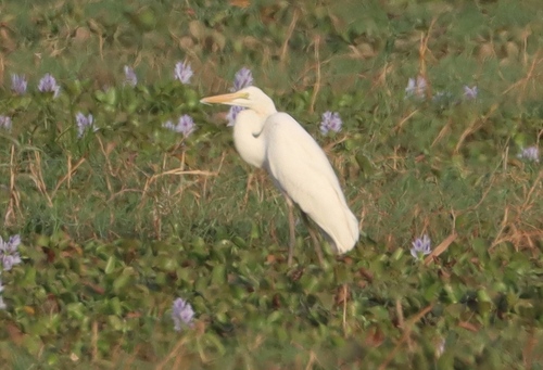 Great Egret