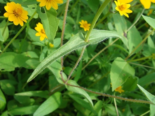 Zinnia haageana, photograph 3