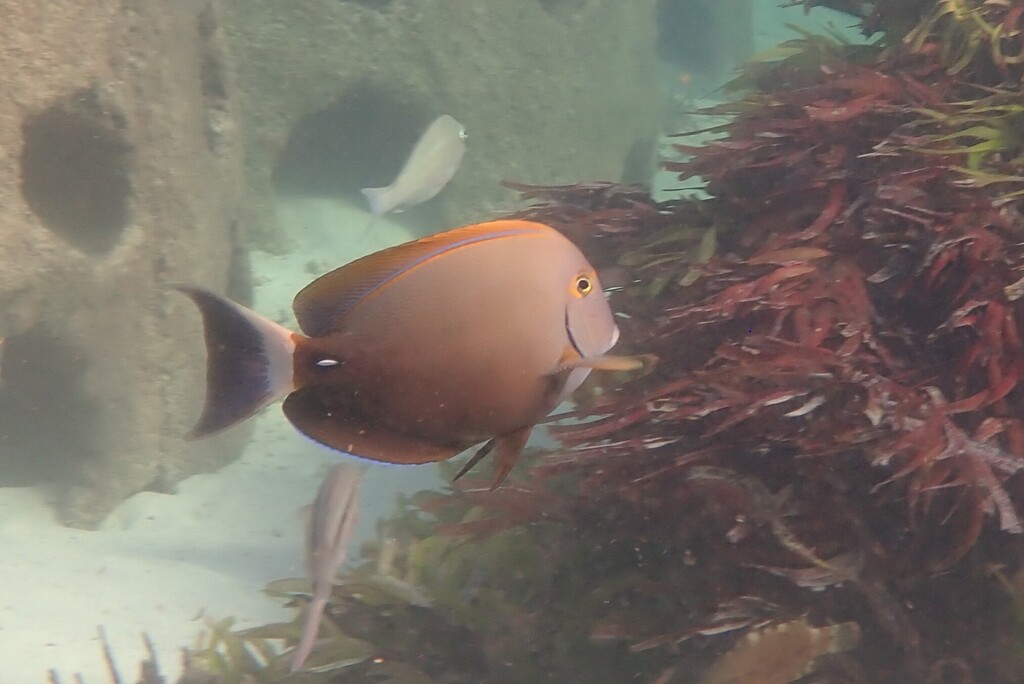 Eyestripe surgeonfish