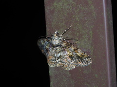 Alcis taiwanovariegata