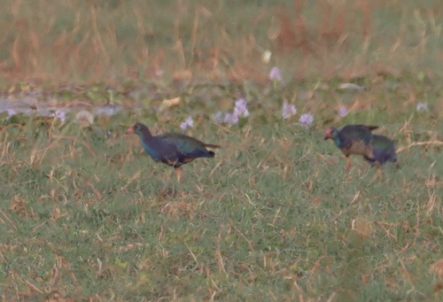 African Swamphen