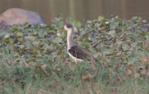 Black-winged Stilt
