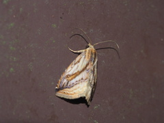 Rivula striatura